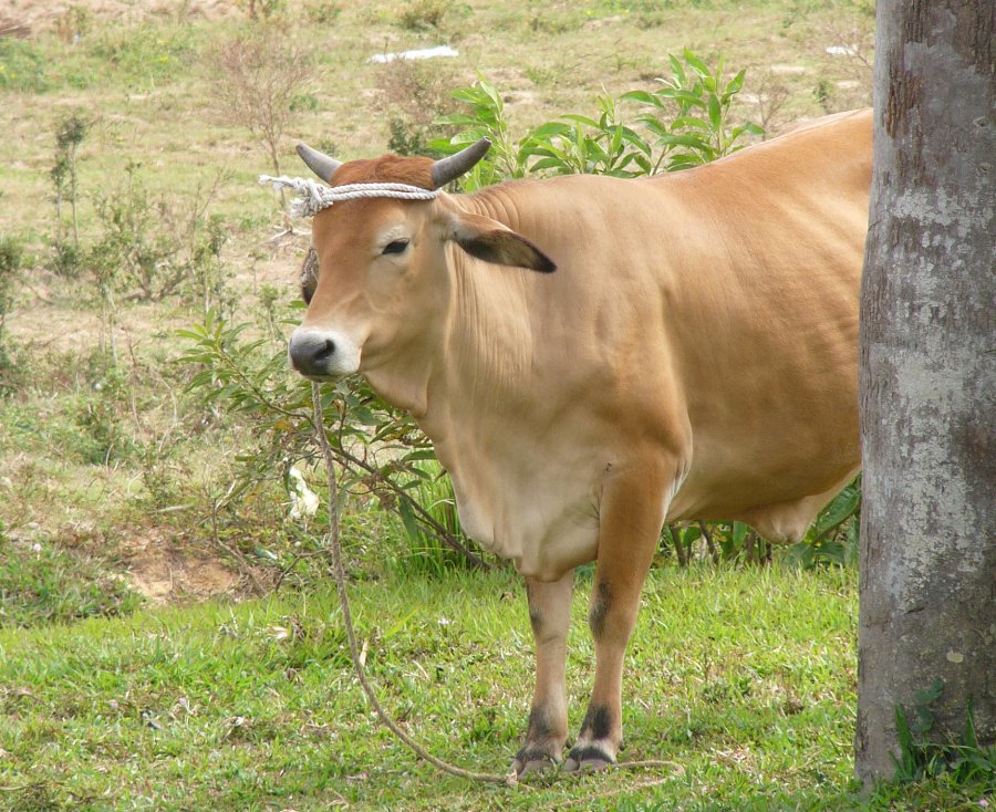 Zebu-Rind - fuer dieses Klima geeignet