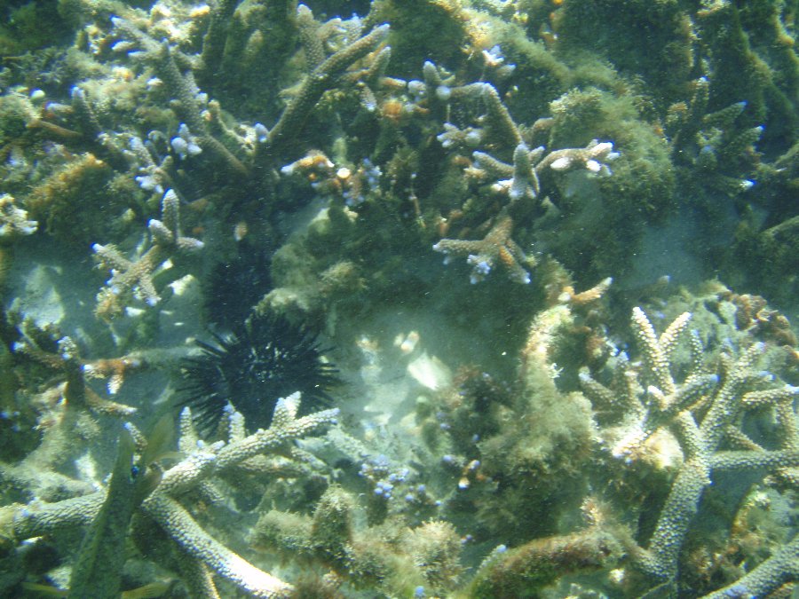 Der Strand des Sol Palmeras