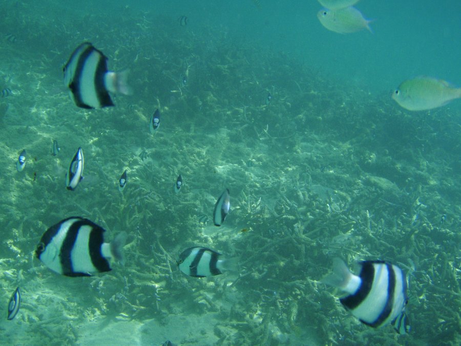 Der Strand des Sol Palmeras