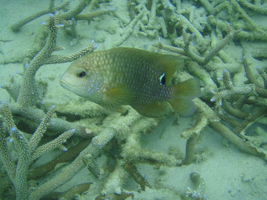 Der Strand des Sol Palmeras