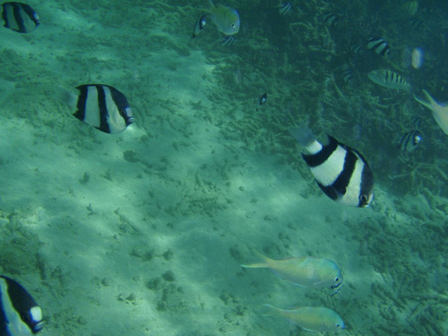 Der Strand des Sol Palmeras