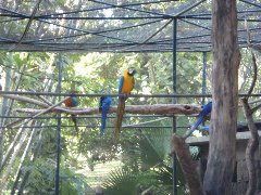 Casela Bird Park