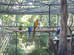 Casela Bird Park