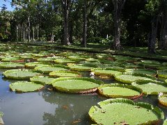 Victoria Regia